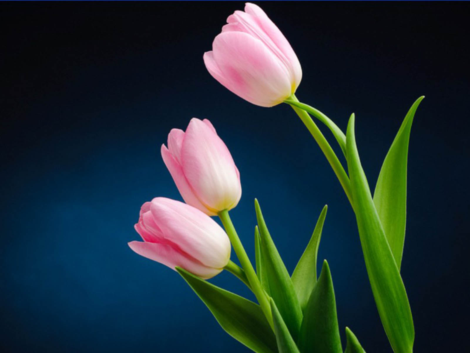 Pink Tulip Flower-10