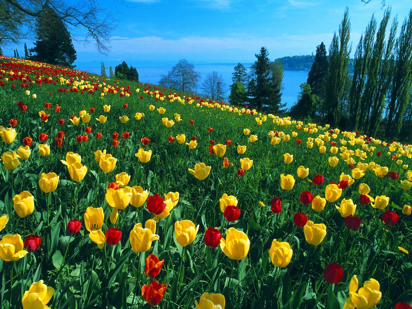 nature-field-of-yellow-and-red-tulips-flowers-wallpapers-tulip-flower-wallpaper-gallery