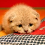 sad_cat_gif_by_sam_iie-d5ufk73